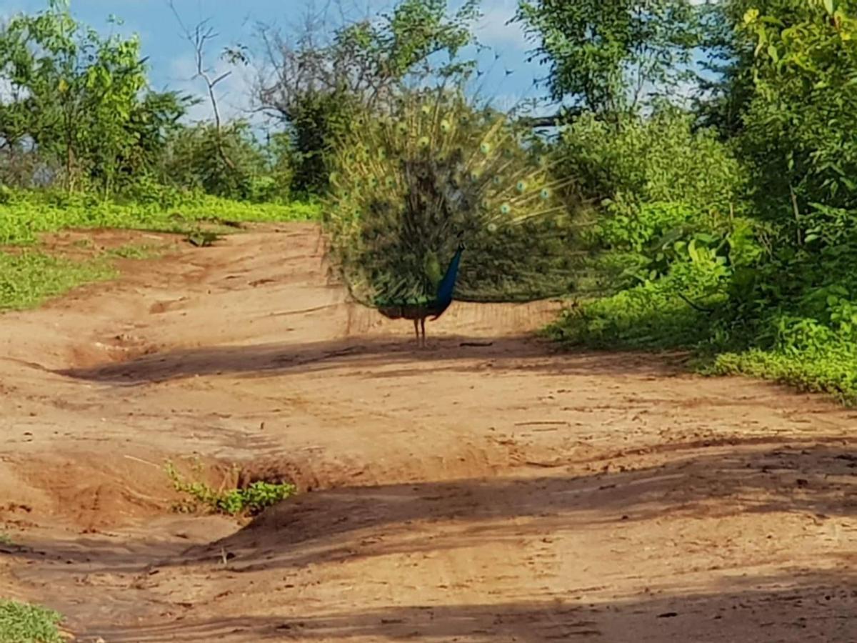 Palm Land Eco Resort And Safari Tours Uda Walawe Extérieur photo